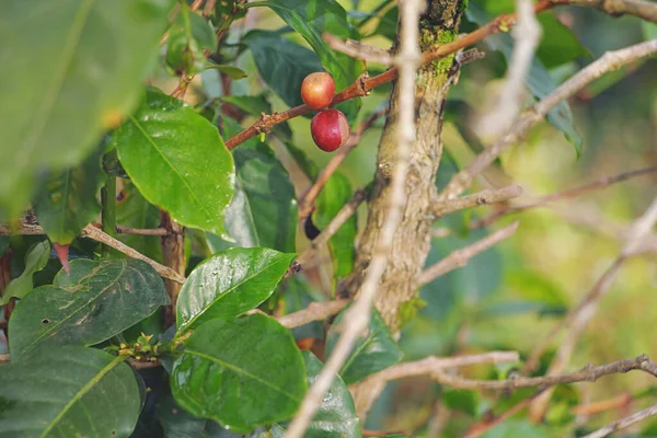 Coffee grows on coffee plantations