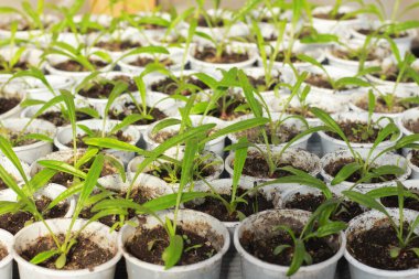 İlkbaharda fincanlarda yeşil fidanlar yetişir.