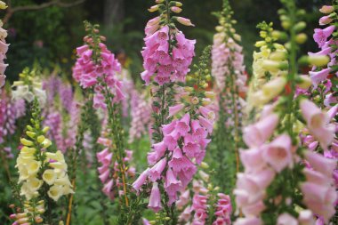 Yazın bahçede güzel çiçekler açar.