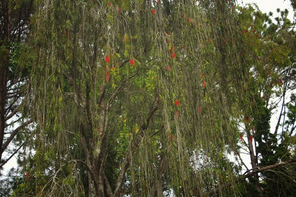 公園内の木には赤い花がかかっている — ストック写真
