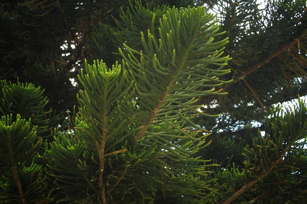 Agujas Verdes Del Árbol Coníferas — Foto de Stock