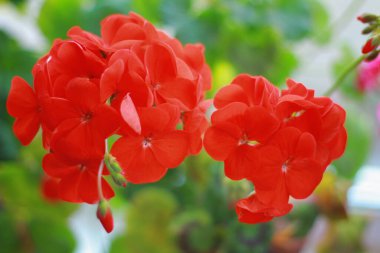 Pencerede kırmızı sardunya çiçek açıyor.