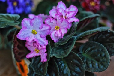 Pembe menekşe evde güzel çiçek açar.