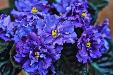 Mavi menekşe evde güzel çiçek açar.