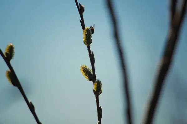 Seekor Lalat Duduk Cabang Pohon Willow — Stok Foto