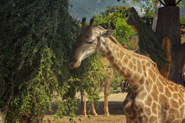 Zürafa parkta yeşil ot yer.