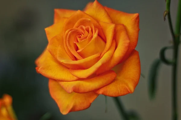 Orange Rose Blooms Beautifully Spring — Stock Photo, Image