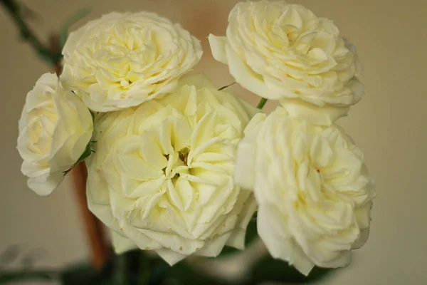 White Roses Gathered Bouquet — Stock Photo, Image