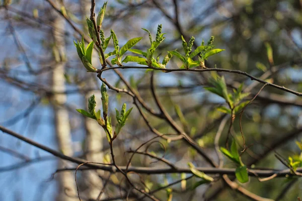 Grüne Blätter Blühten Frühling — Stockfoto