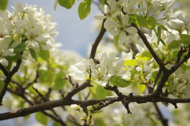Armut baharda güzel çiçek açar.