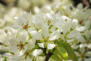 Armut baharda güzel çiçek açar.