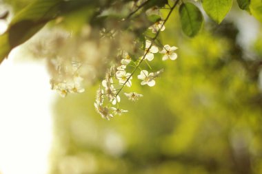 Kuş kirazı baharda güzel açar.