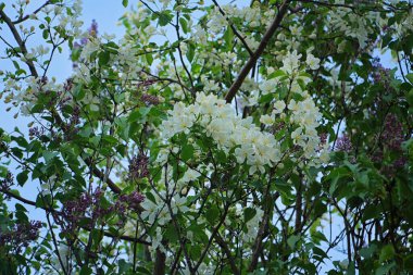 Elma ağacı baharda güzel açar.