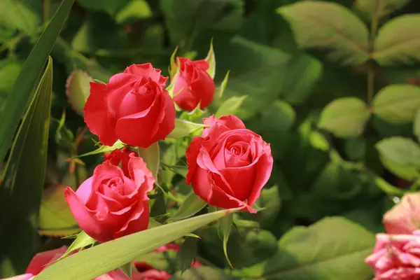 Rosa Rosa Fiorisce Splendidamente Giardino — Foto Stock