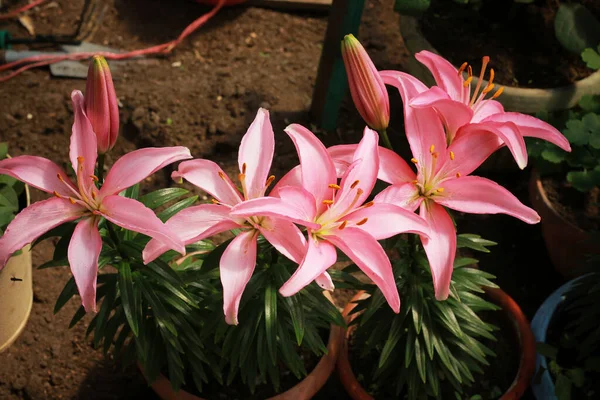 Pink Lilies Blooms Beautifully Garden — Stock Photo, Image