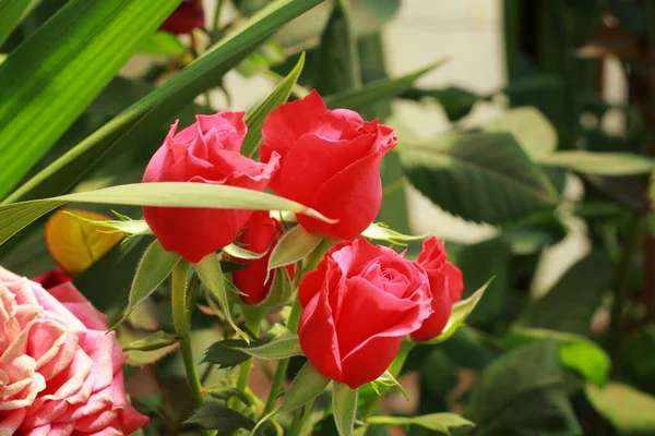 Rosa Rosa Fiorisce Splendidamente Giardino — Foto Stock