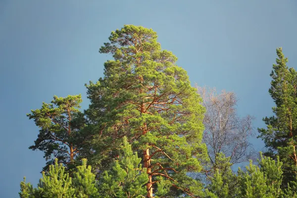 Kombinace Zelených Borovicových Jehlic Modré Oblohy — Stock fotografie