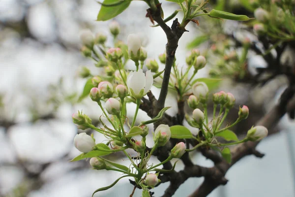 Albero Mele Fioriscono Splendidamente Giardino — Foto Stock