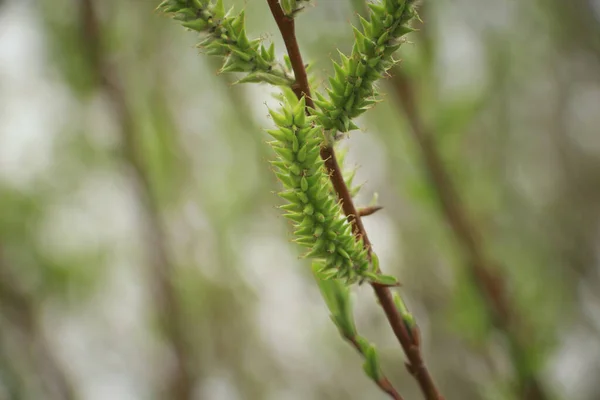 春には植物の芽が咲きます — ストック写真