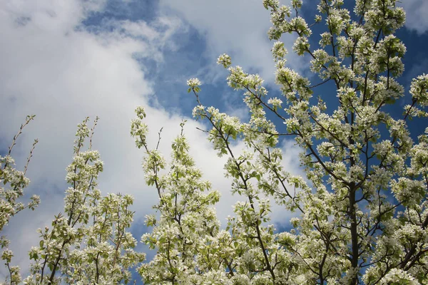 Pear blossoms beautifully in spring