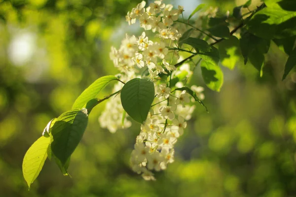 Весной Сакура Прекрасно Цветёт — стоковое фото