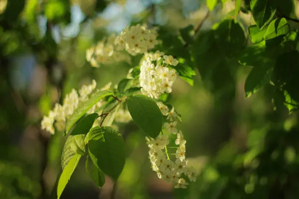 Pássaro Cereja Floresce Lindamente Primavera — Fotografia de Stock