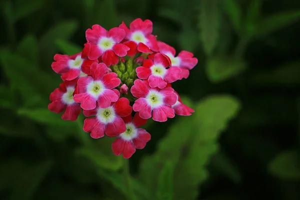 Verveine Fleurit Magnifiquement Dans Jardin — Photo