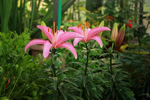 Ροζ Κρίνα Ανθίζει Όμορφα Στον Κήπο — Φωτογραφία Αρχείου