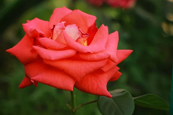 Rosa Rosa Fiorisce Splendidamente Giardino — Foto Stock