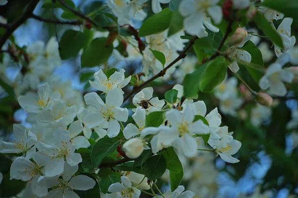 Äppelträd Blommar Vackert Våren — Stockfoto