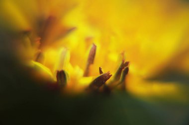 Taç yapraklı sarı arkaplan