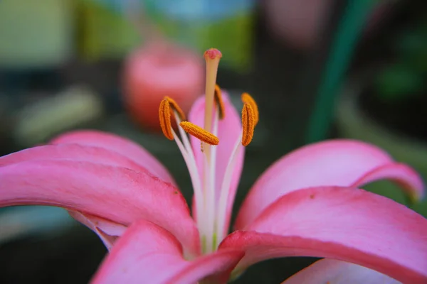 Stamens Pink Lily Close — Stock Photo, Image