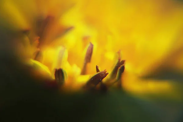 花弁を持つ花黄色の背景 — ストック写真