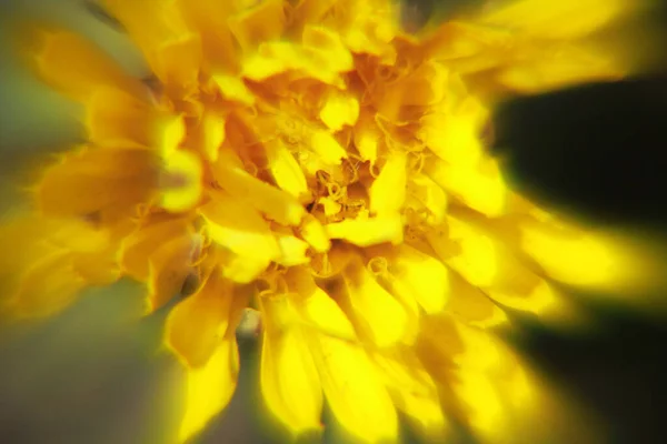 Fondo Amarillo Floral Con Pétalos — Foto de Stock