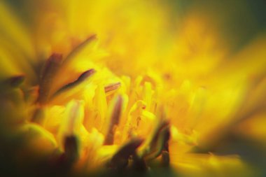 Taç yapraklı sarı arkaplan