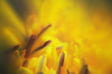 Taç yapraklı sarı arkaplan