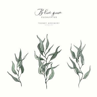 Okaliptüs mavi sakız dalı. El yapımı düğün otları, davetiye için zarif yapraklar, randevu kartı tasarımı. Botanik kırsal trend yeşillik vektörü