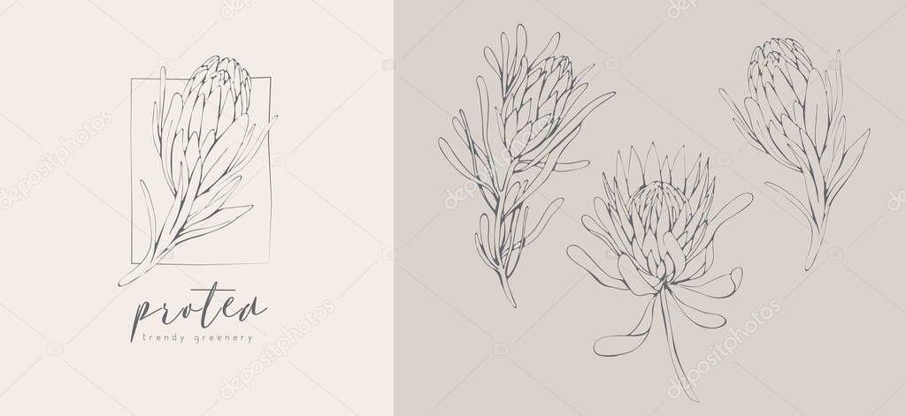 Protea logo and flowers. Hand drawn wedding herb, plant and monogram with elegant leaves for invitation save the date card design. Botanical rustic trendy greenery