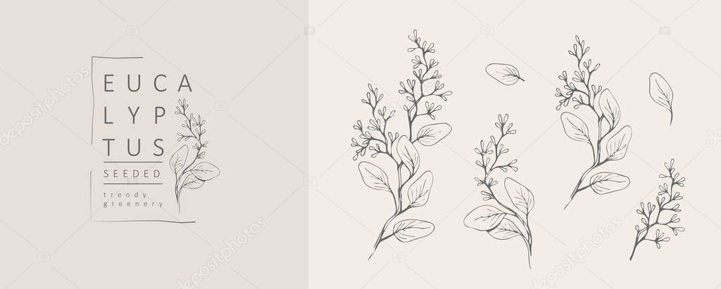 Seeded eucalyptus logo and branch. Hand drawn wedding herb, plant and monogram with elegant leaves for invitation save the date card design. Botanical rustic trendy greenery