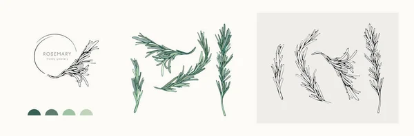 Розмарин Логотип Ветка Ручной Рисунок Свадебной Травы Растения Монограммы Элегантными — стоковый вектор