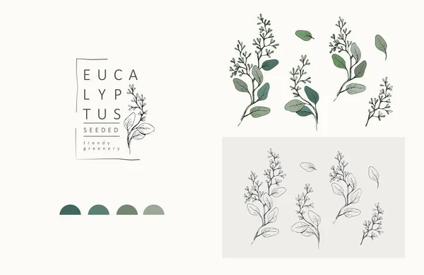 ユーカリのロゴと枝を播種しました 招待状のためのエレガントな葉を持つ手描きの結婚式のハーブ 植物やモノグラムは 日付カードのデザインを保存します 植物の素朴な流行の緑のベクトル図 — ストックベクタ