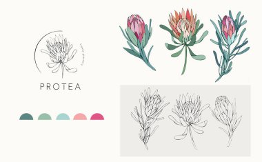 Protea logo and flowers. Hand drawn wedding herb, plant and monogram with elegant leaves for invitation save the date card design. Botanical rustic trendy greenery vector illustration clipart