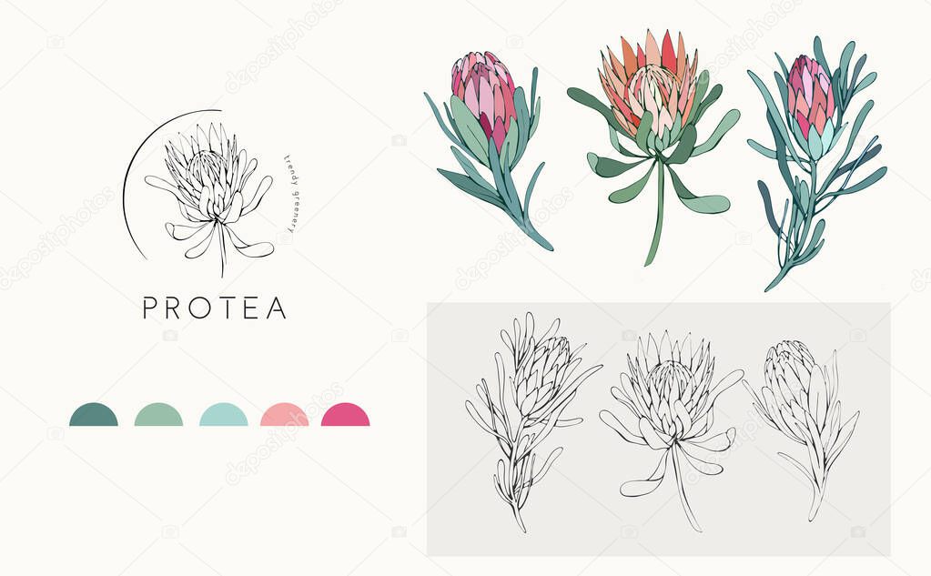 Protea logo and flowers. Hand drawn wedding herb, plant and monogram with elegant leaves for invitation save the date card design. Botanical rustic trendy greenery vector illustration