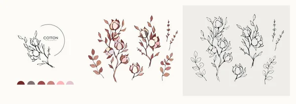 Cotton Növény Logó Kézzel Rajzolt Esküvői Gyógynövény Növény Monogram Elegáns — Stock Vector