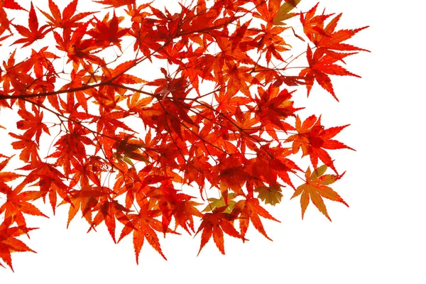 Japanese Red Autumn maple tree leaves (Acer palmatum) Isolated o