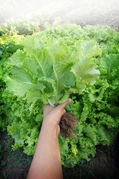Fresh green lettuce leaves — Stock Photo, Image