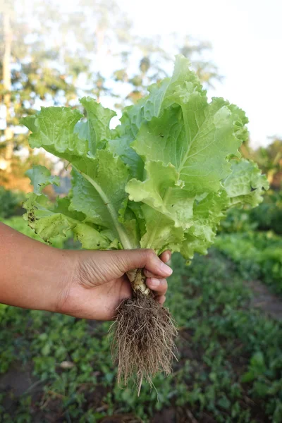 Fresh green lettuce leaves — Stock Photo, Image