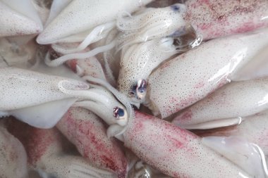 buz Pazar taze kalamar