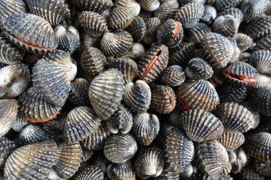 Arka plan taze ve çiğ büyük cockle veya kan cockie için yukarıya kapatmak