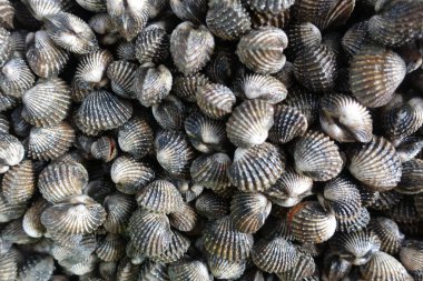 Arka plan taze ve çiğ büyük cockle veya kan cockie için yukarıya kapatmak